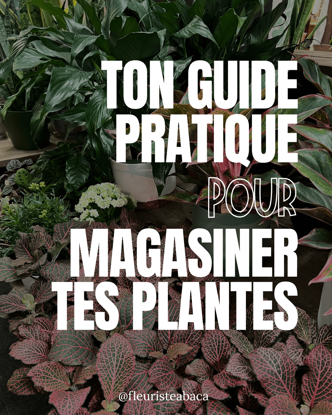 Comment bien magasiner ses plantes? - Fleuriste Abaca