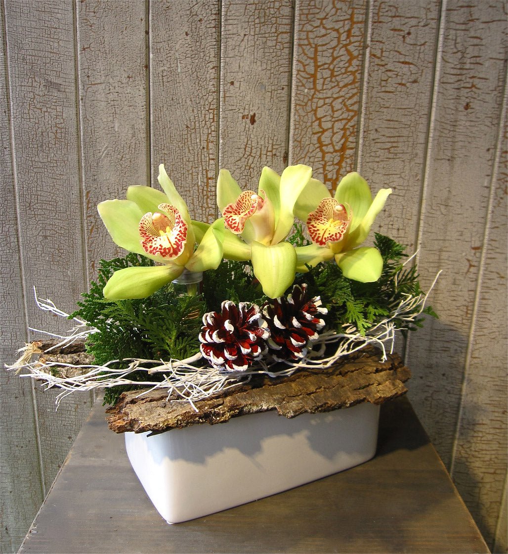 Orchidées des Fêtes - Fleuriste Abaca