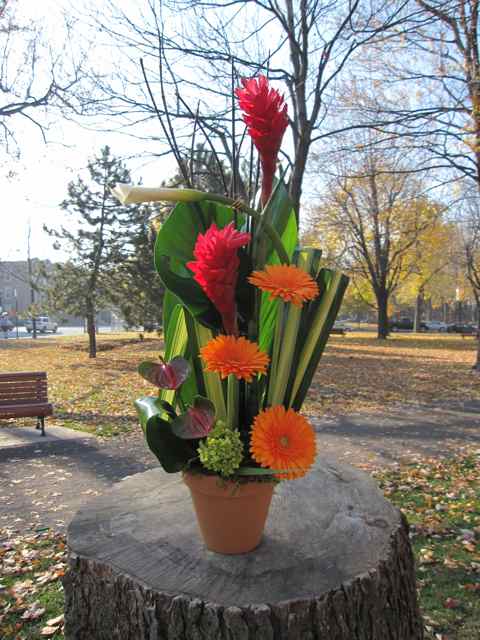 Ginger et gerbera - Fleuriste Abaca