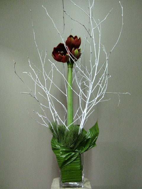 Amaryllis des Fêtes - Fleuriste Abaca