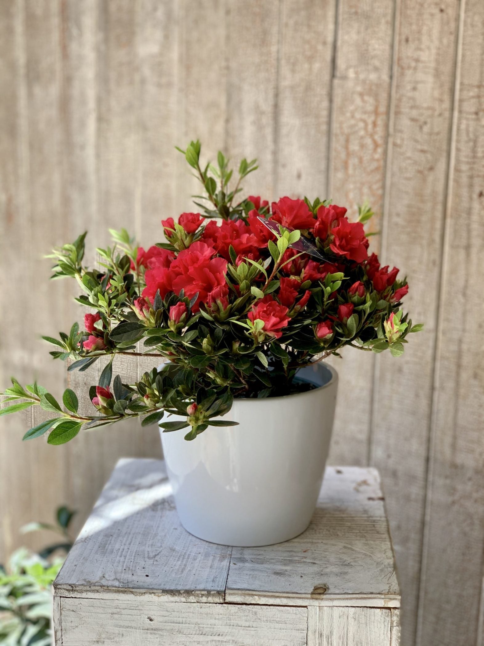 Azalée - Fleuriste Abaca