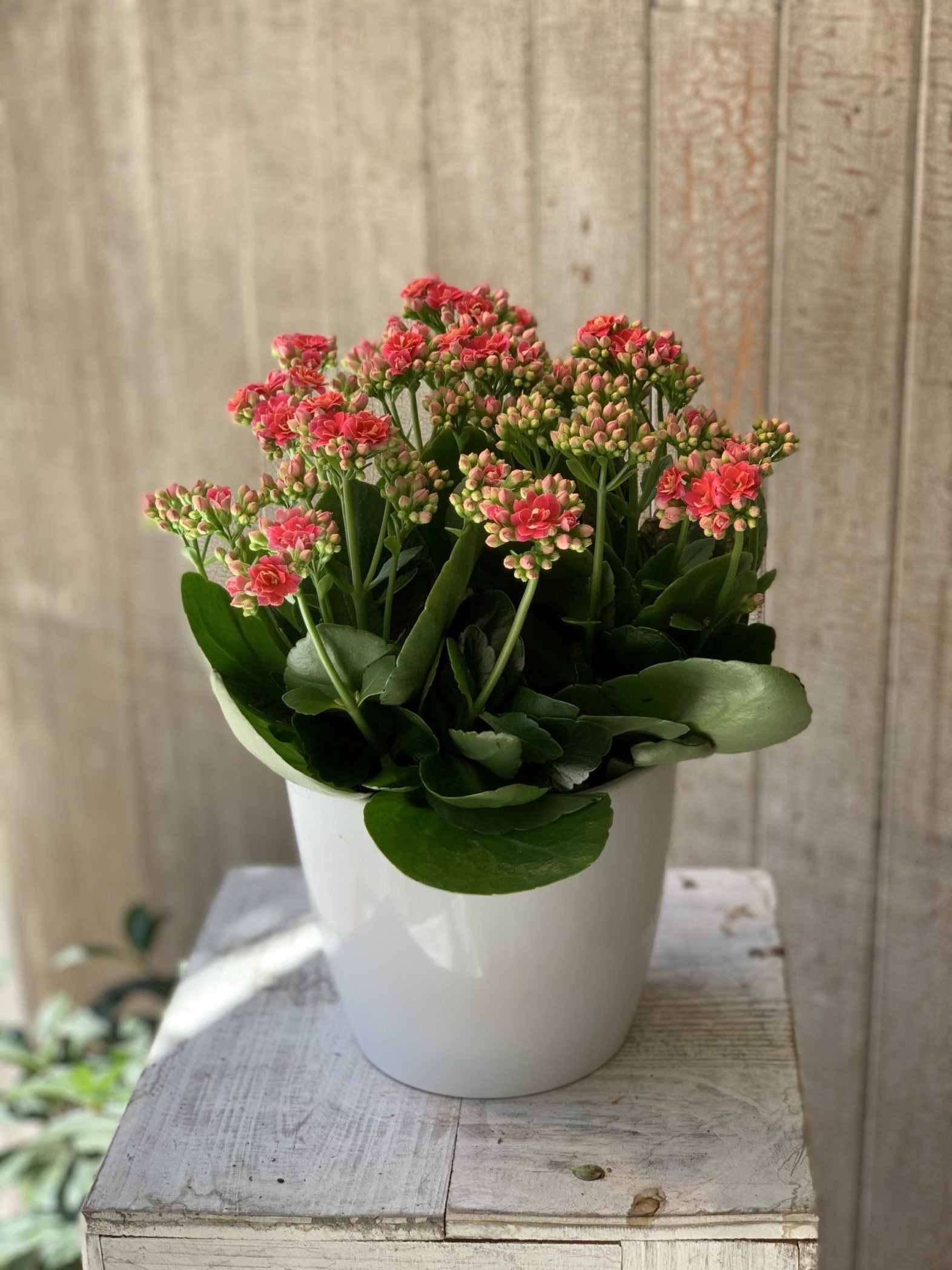 Calandiva - Fleuriste Abaca