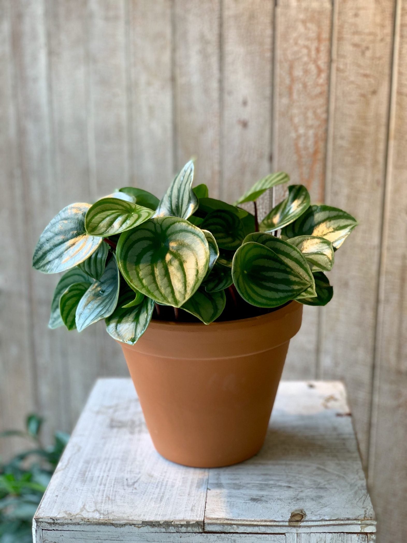 Peperomia melon d'eau - Fleuriste Abaca