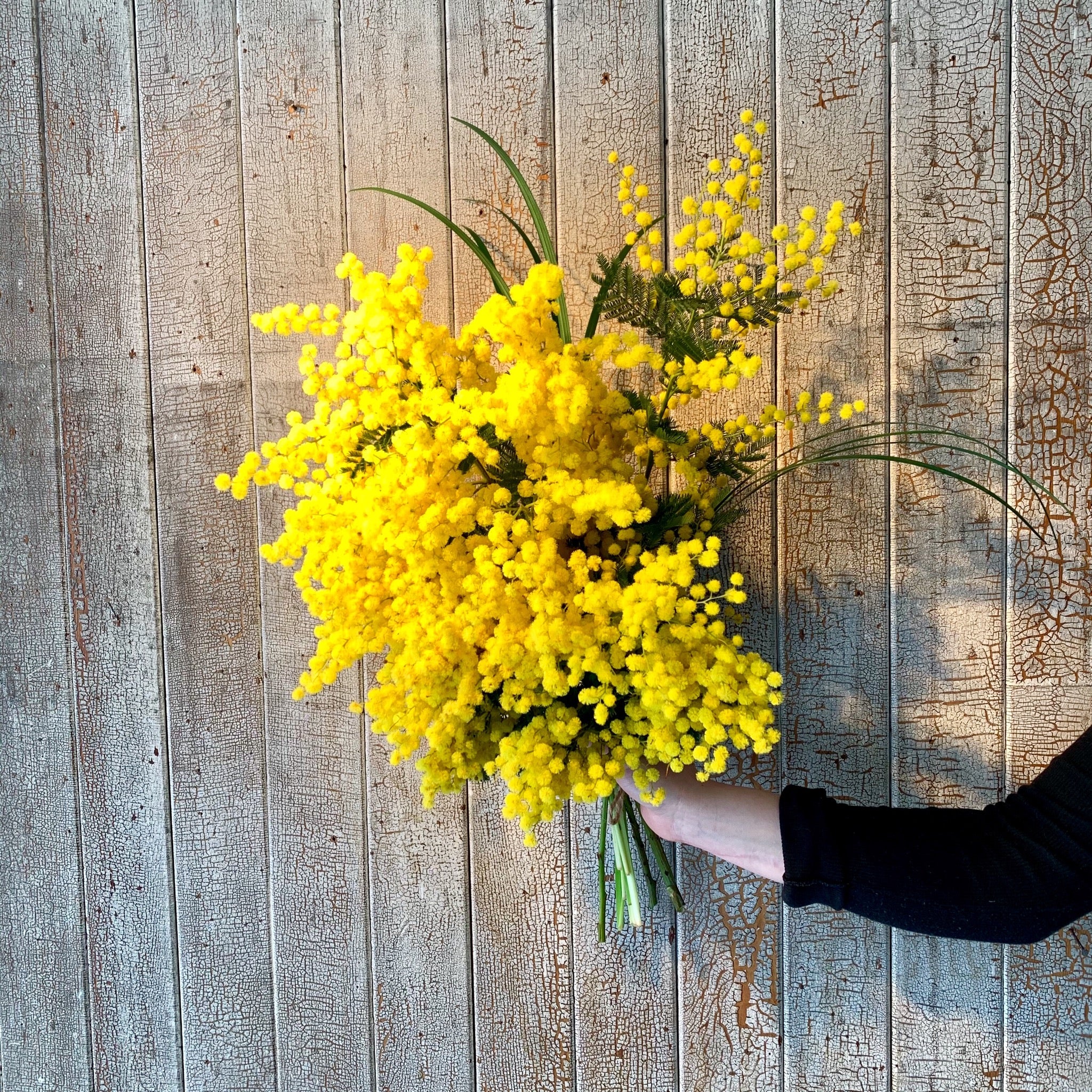 Mimosa - Fleuriste Abaca