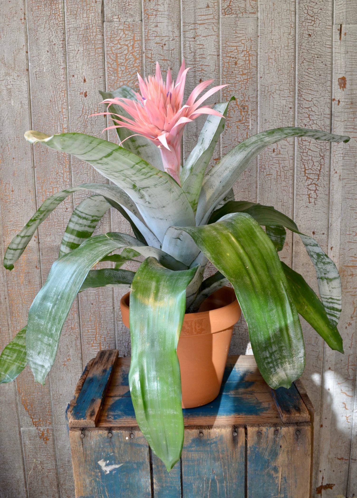 Aechmea fasciata - Fleuriste Abaca