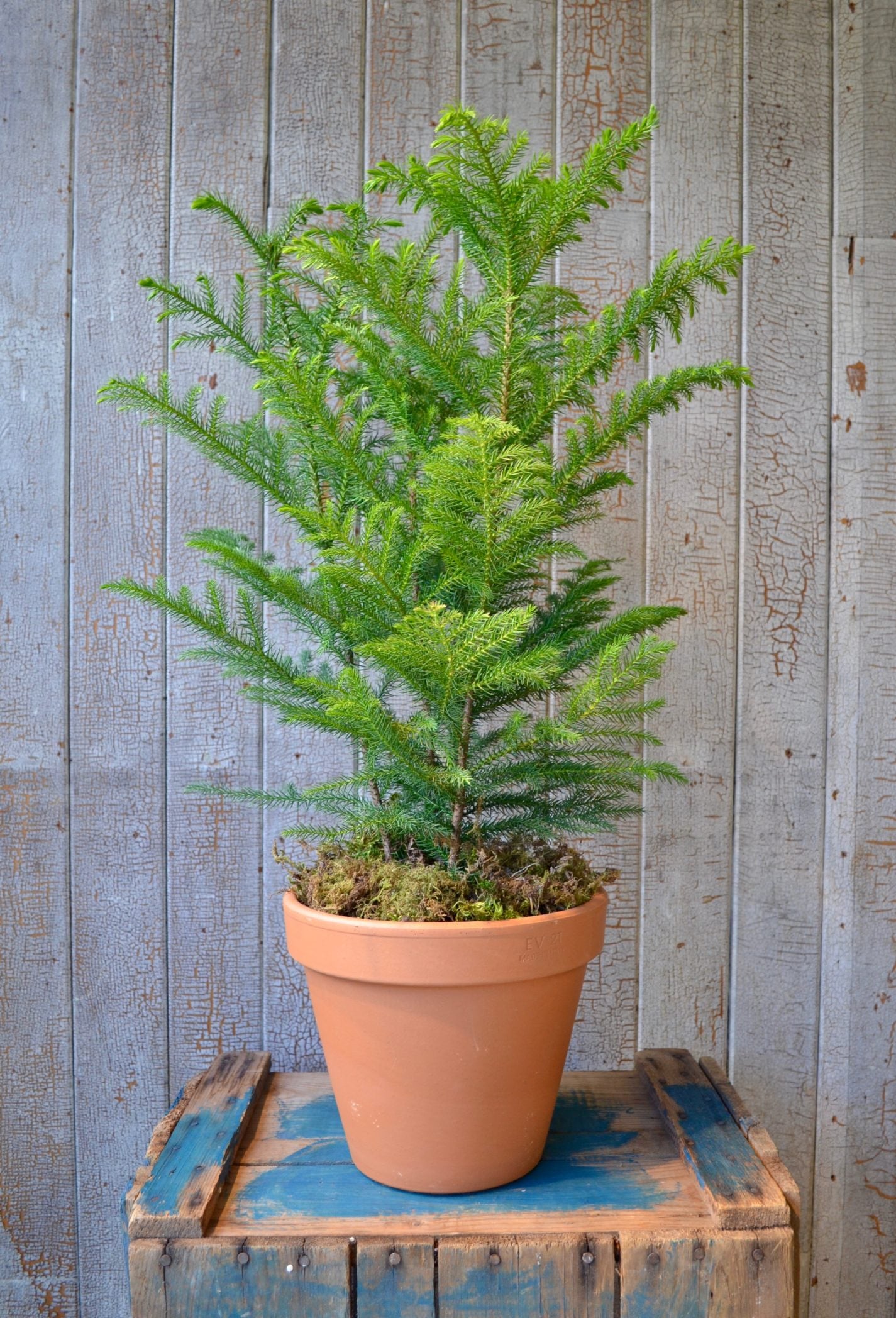 Pin de Norfolk - Fleuriste Abaca