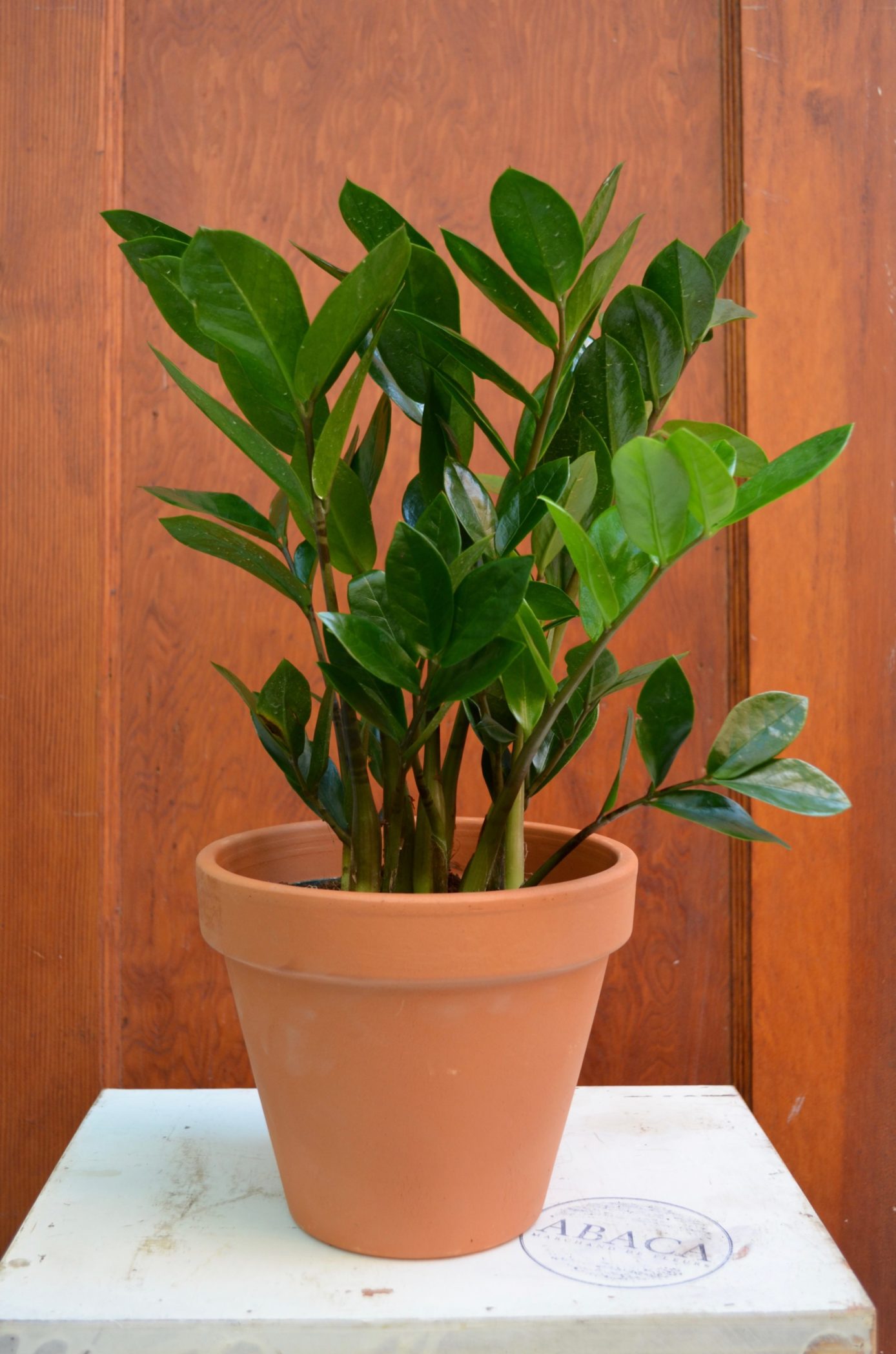 Zamioculcas - Fleuriste Abaca