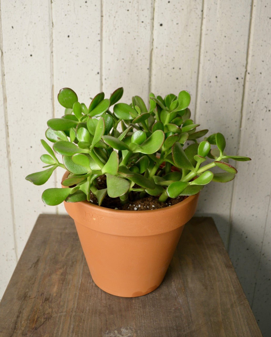 Crassula - Fleuriste Abaca