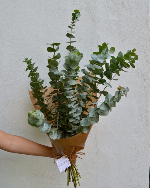 Eucalyptus - Fleuriste Abaca