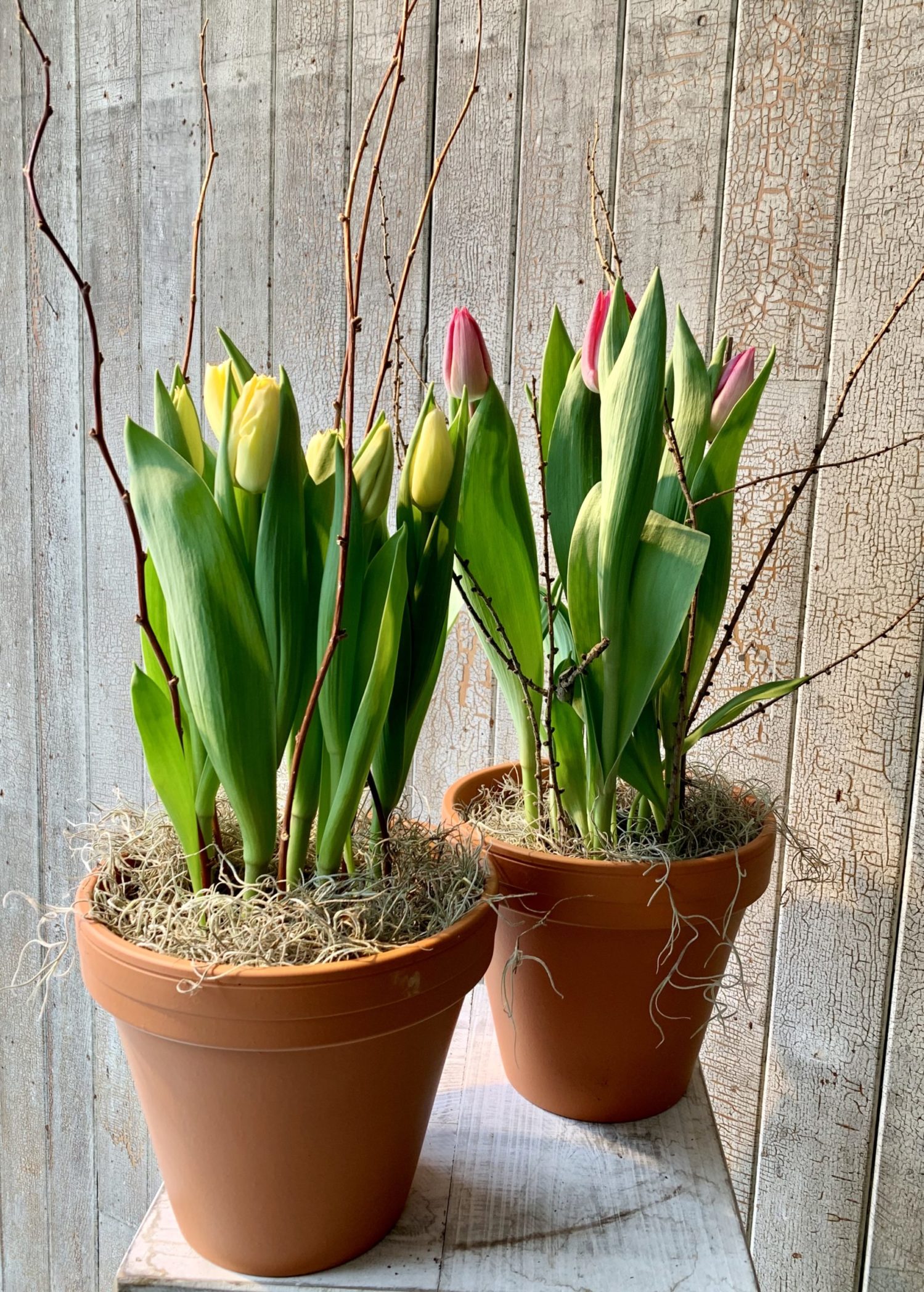 Tulipes en pot - Fleuriste Abaca