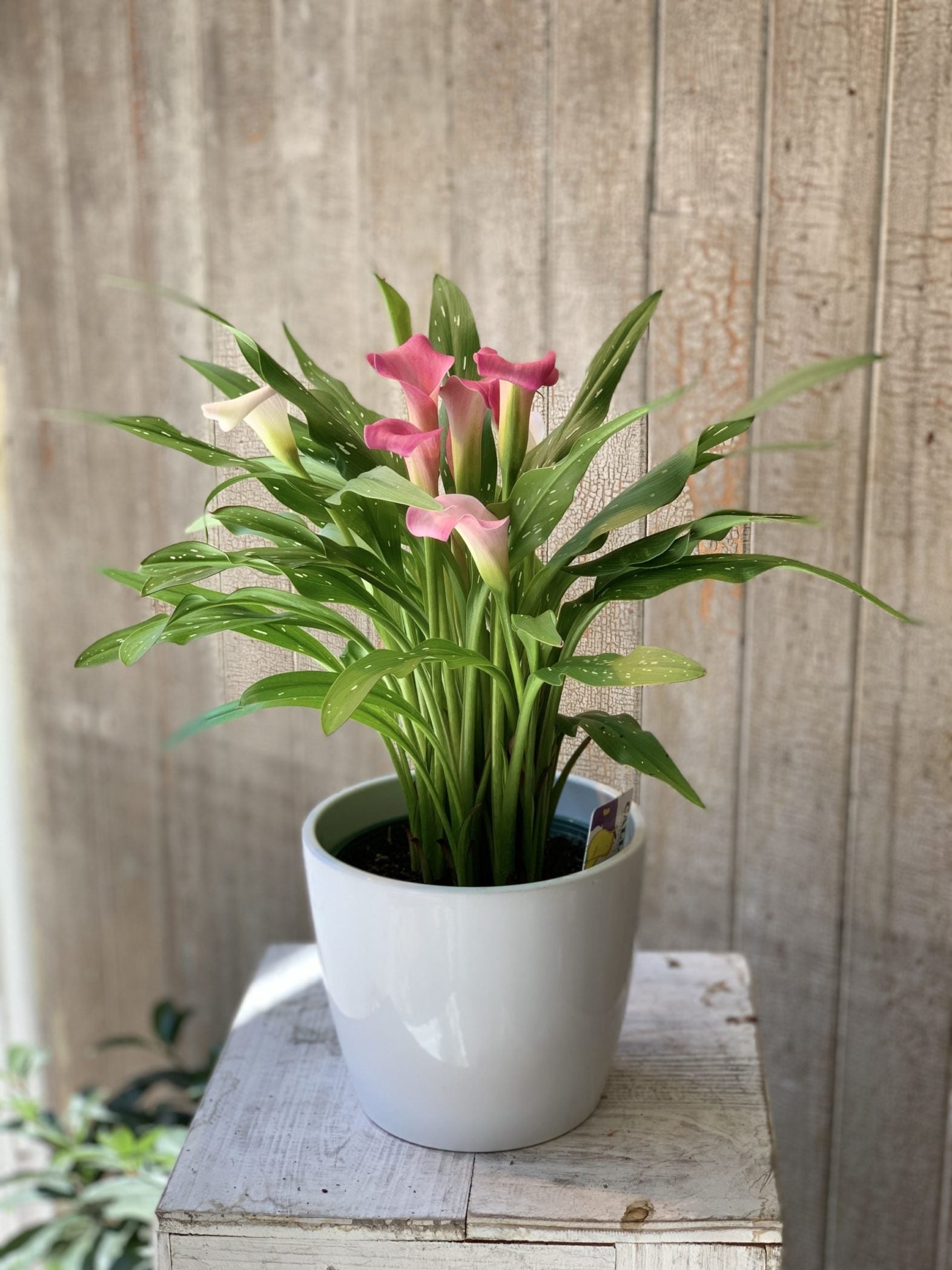 Lys Calla et son cache - pot - Fleuriste Abaca