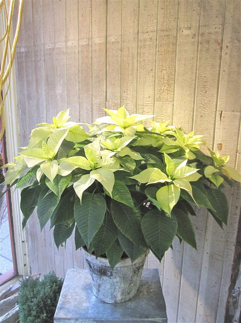 Poinsettia Blanc - Fleuriste Abaca