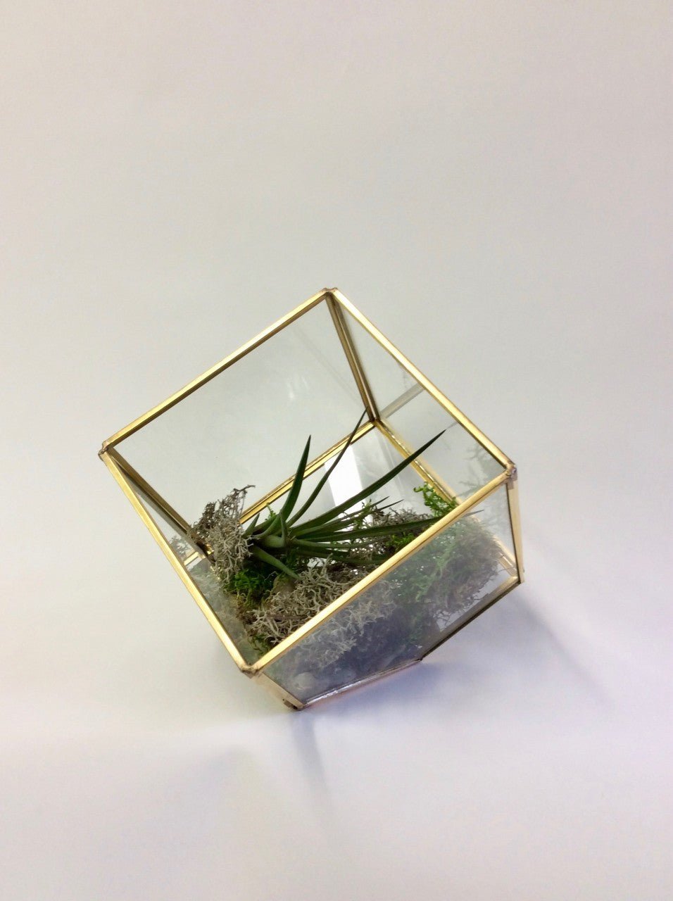 Terrarium de table et son tillandsia - Fleuriste Abaca