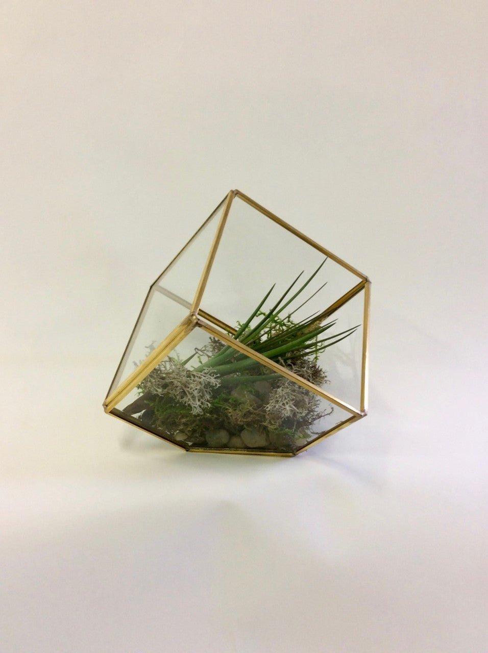 Terrarium de table et son tillandsia - Fleuriste Abaca