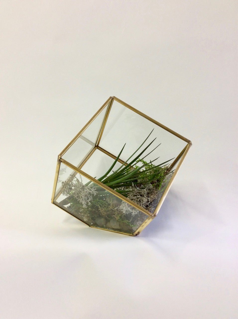 Terrarium de table et son tillandsia - Fleuriste Abaca