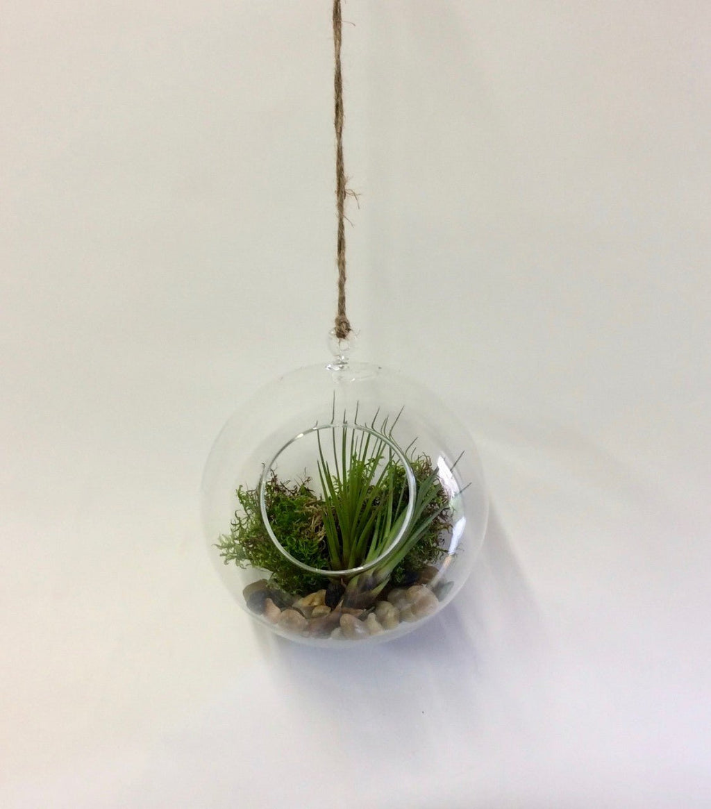 Terrarium suspendu et son tillandsia - Fleuriste Abaca
