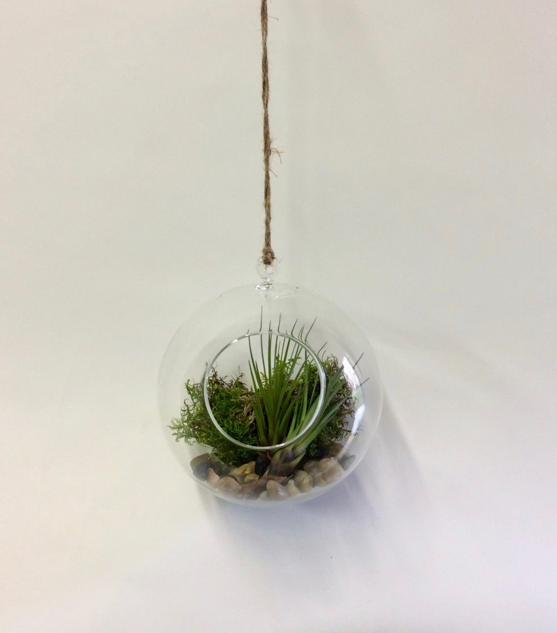 Terrarium suspendu et son tillandsia - Fleuriste Abaca