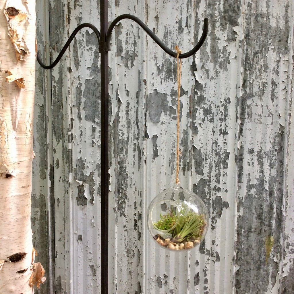 Terrarium suspendu et son tillandsia - Fleuriste Abaca