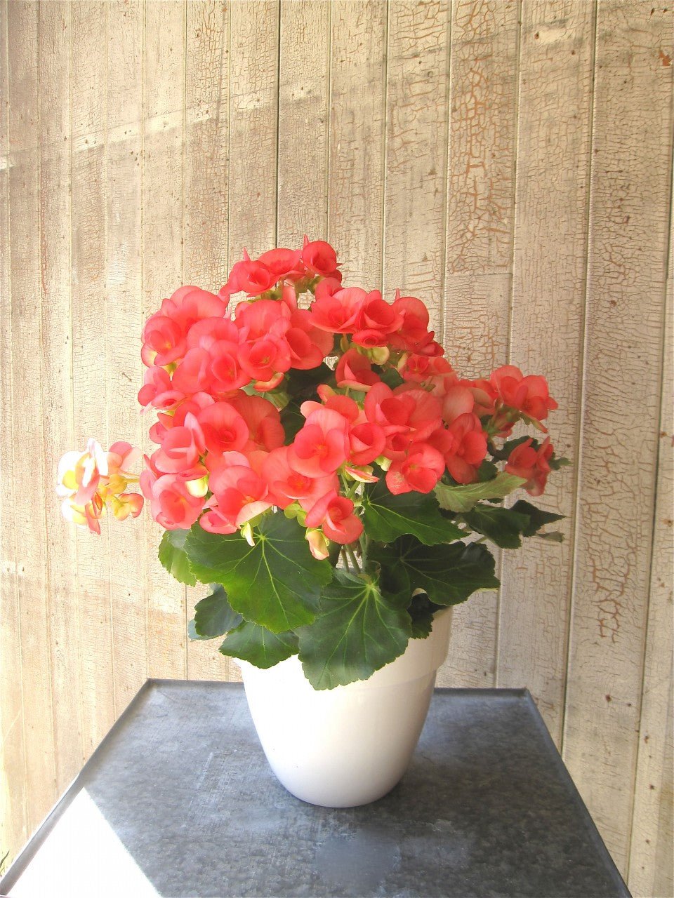 Begonia reiger - Fleuriste Abaca