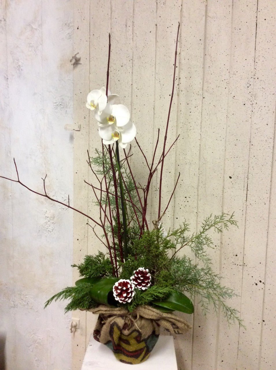 Orchidée de Noël - Fleuriste Abaca