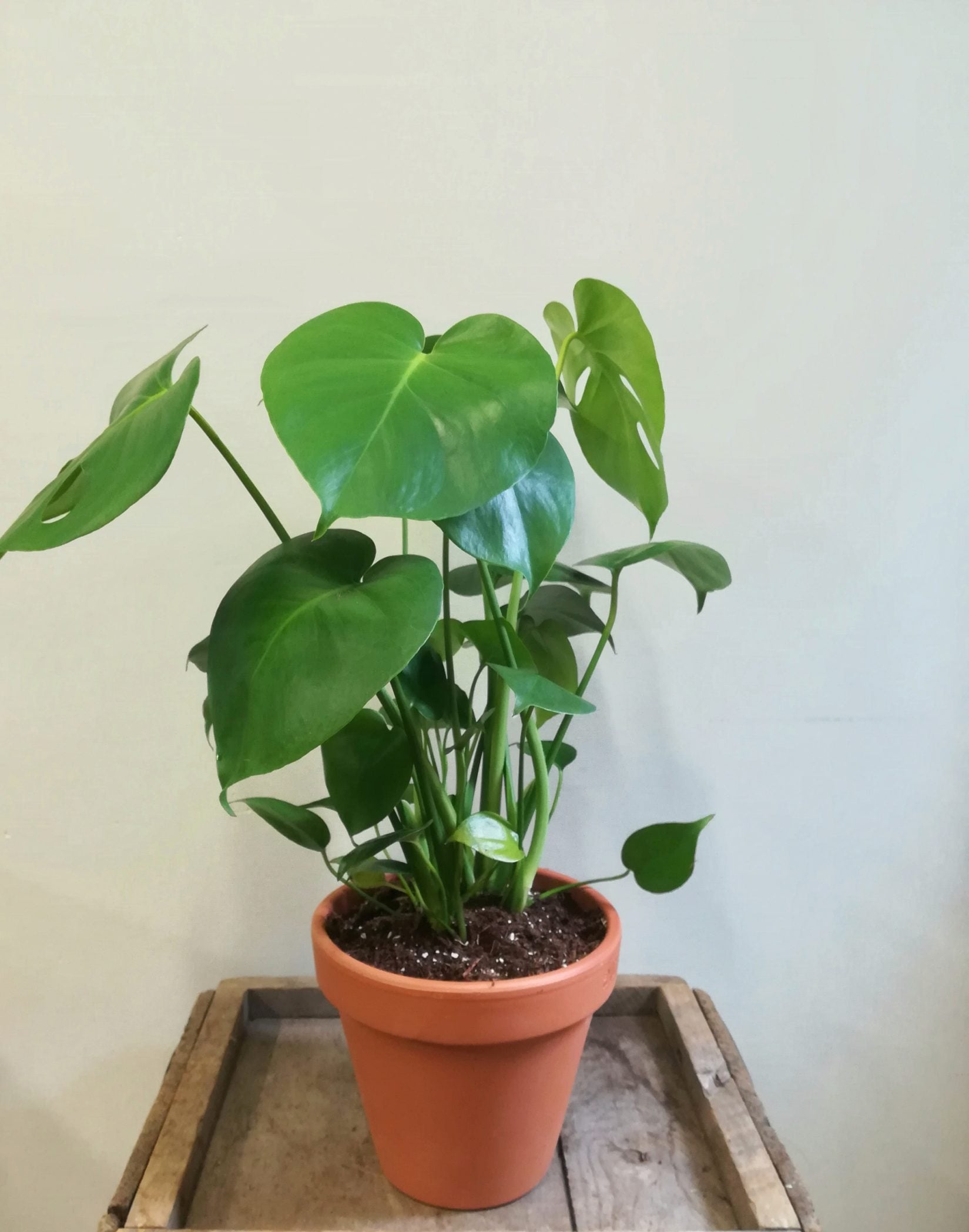 Monstera - Fleuriste Abaca
