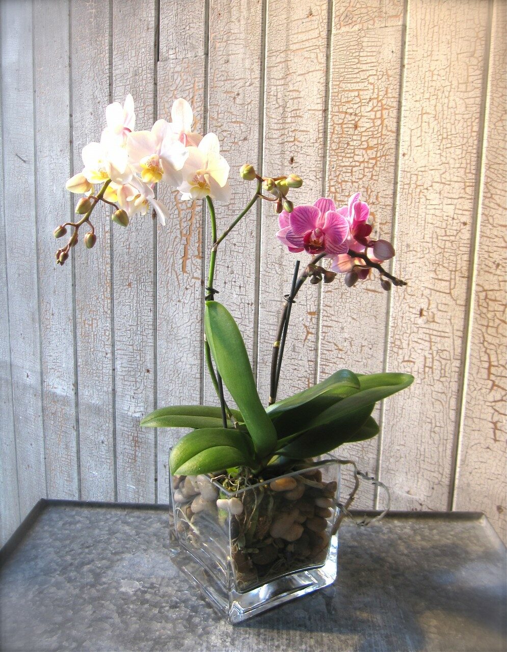 Orchidée Phalaenopsis blanc et rose - Fleuriste Abaca