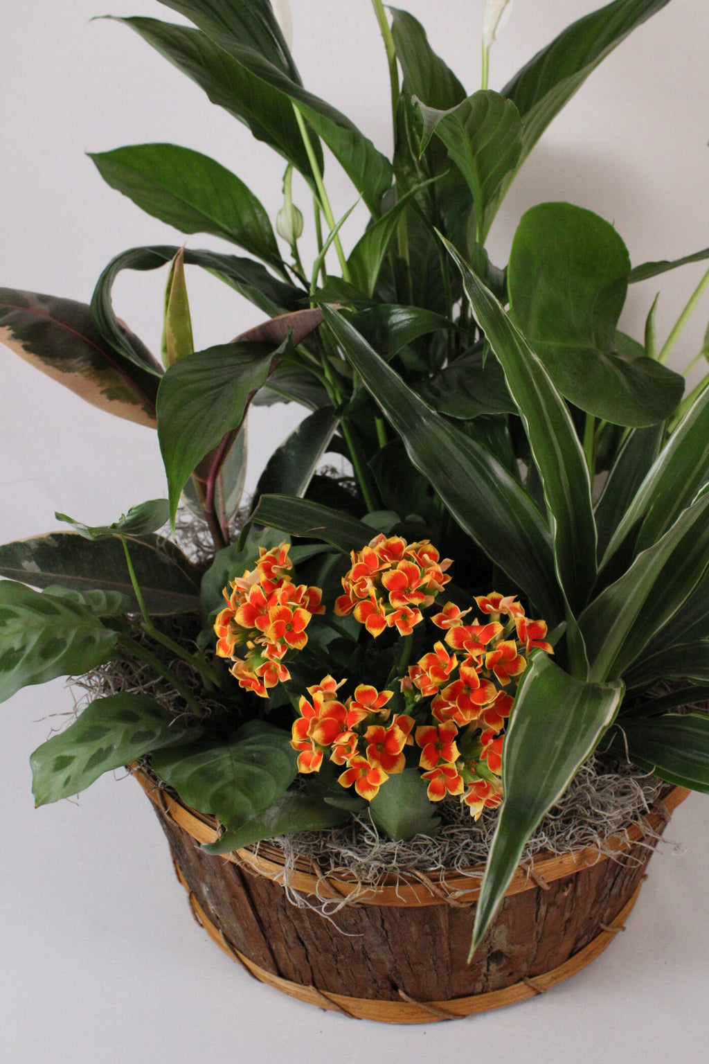 Jardin de plantes - Fleuriste Abaca