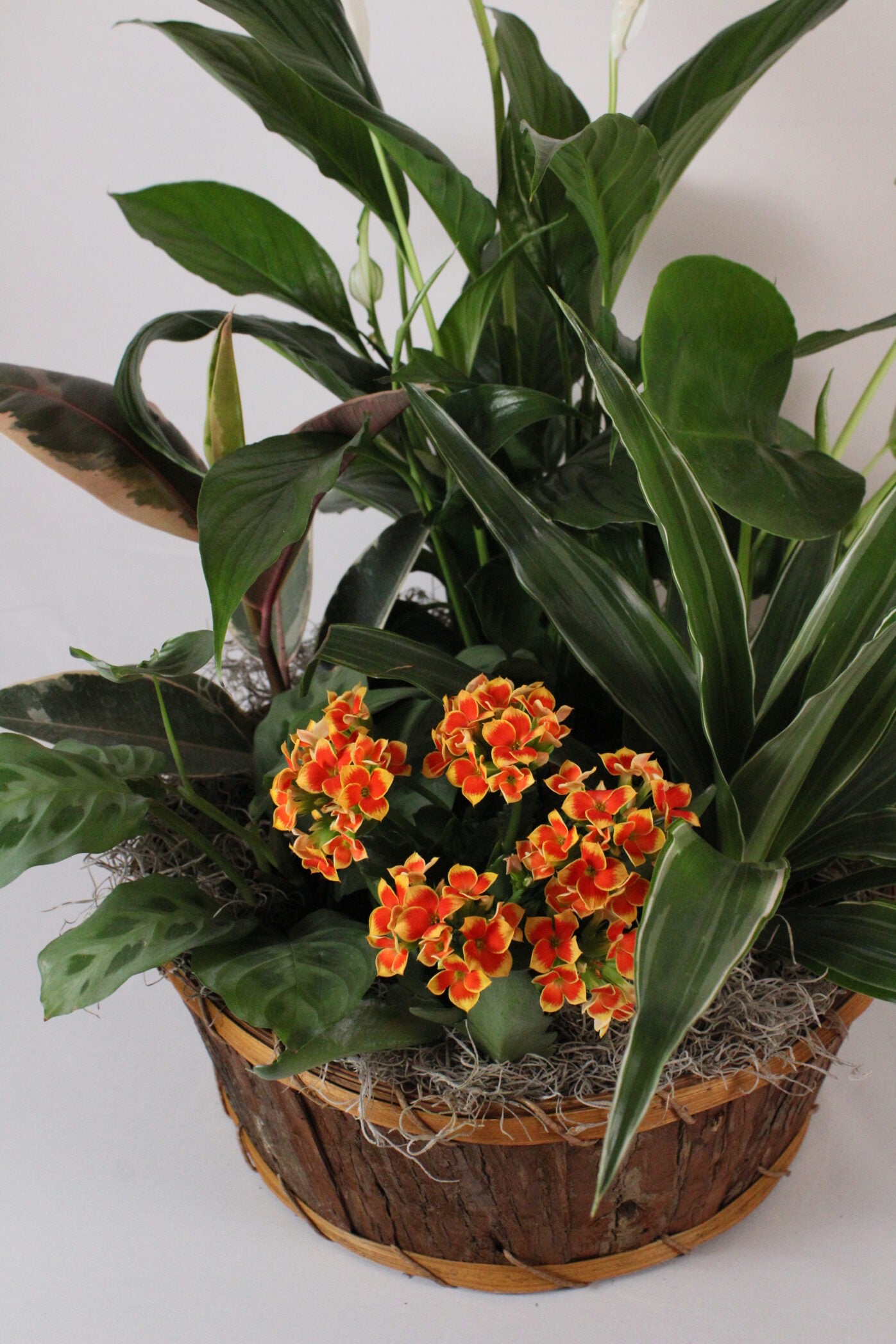 Jardin de plantes - Fleuriste Abaca