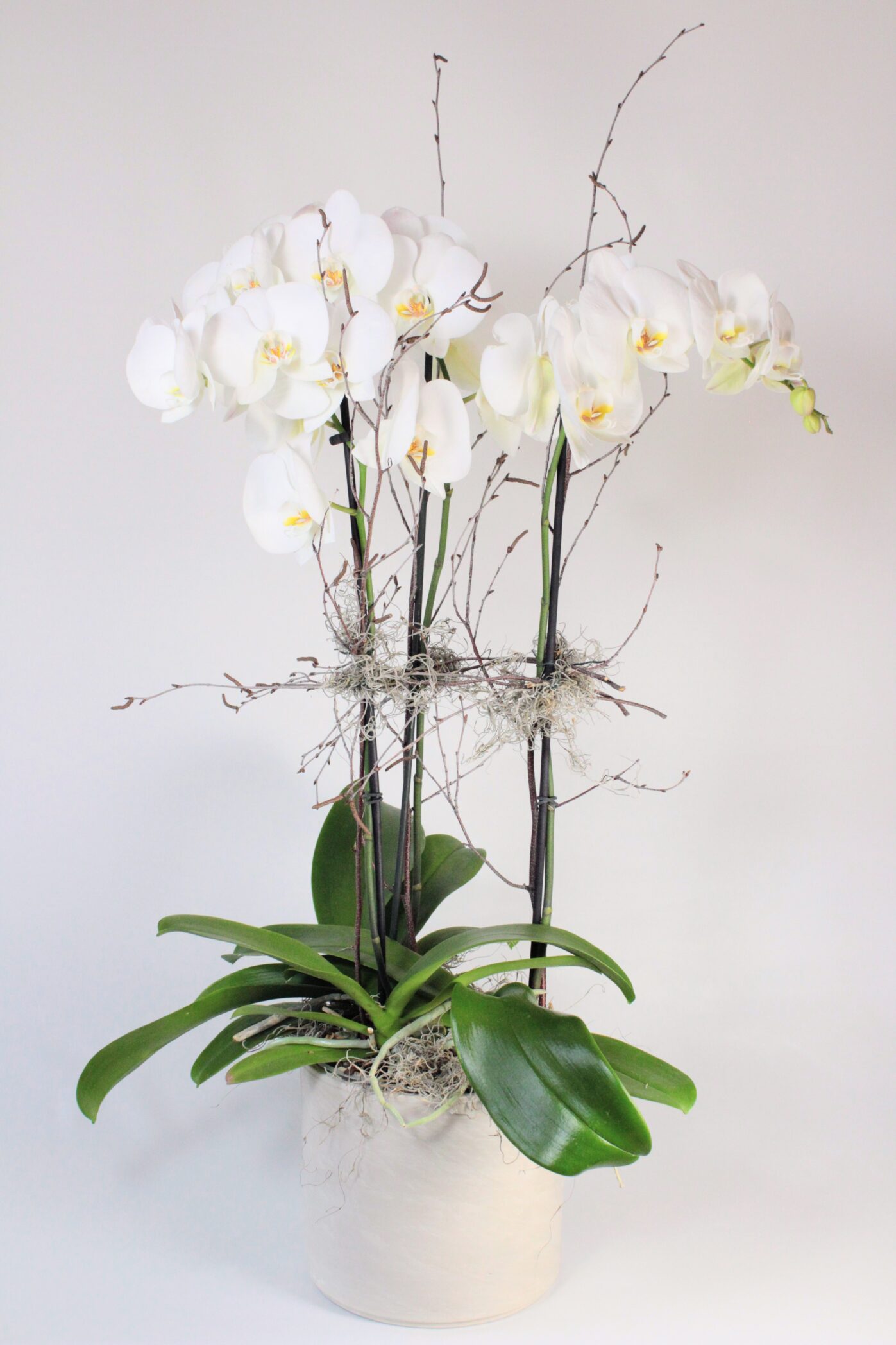 Orchidée Phalaenopsis - Fleuriste Abaca