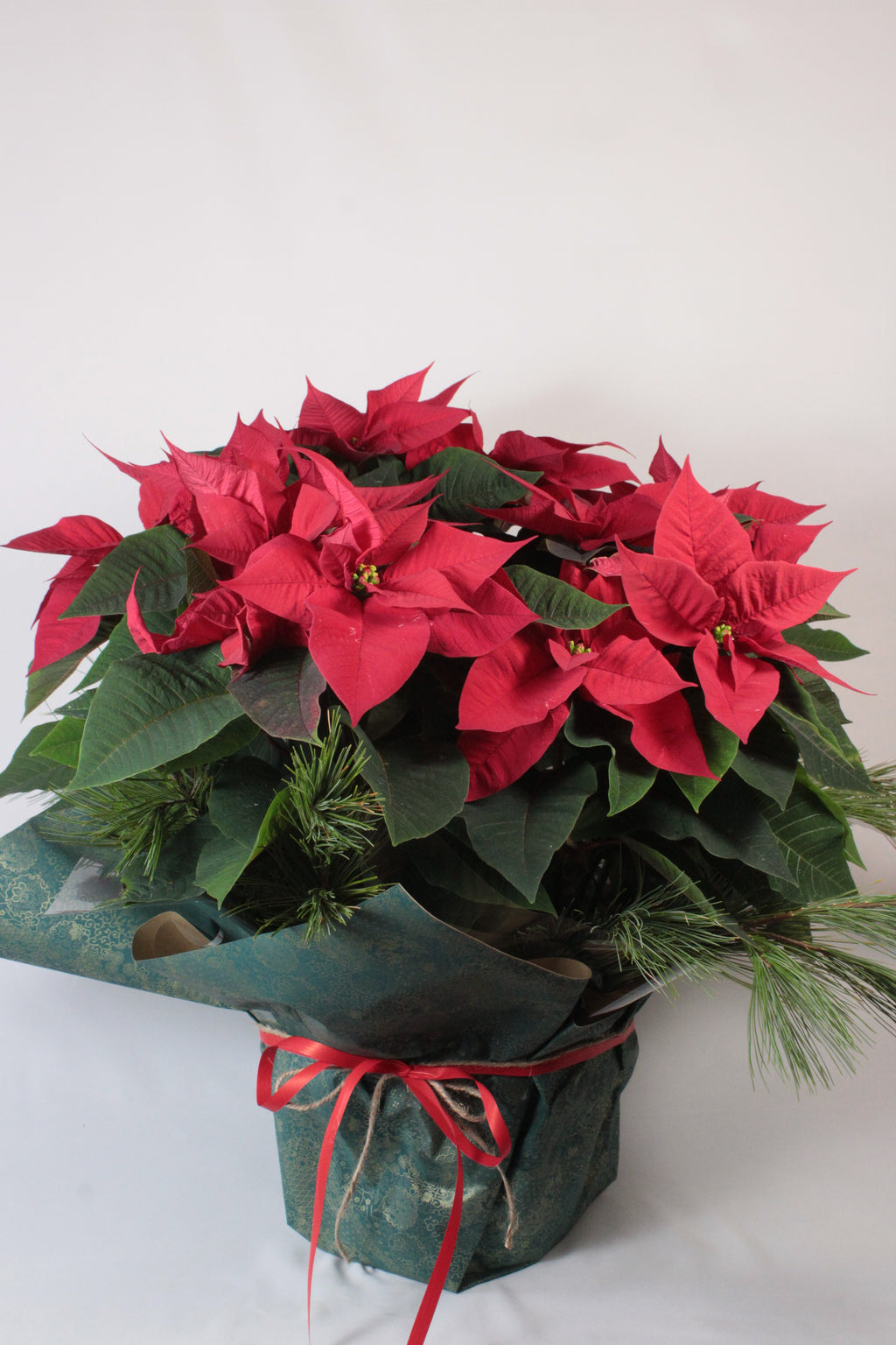 Poinsettia - Fleuriste Abaca
