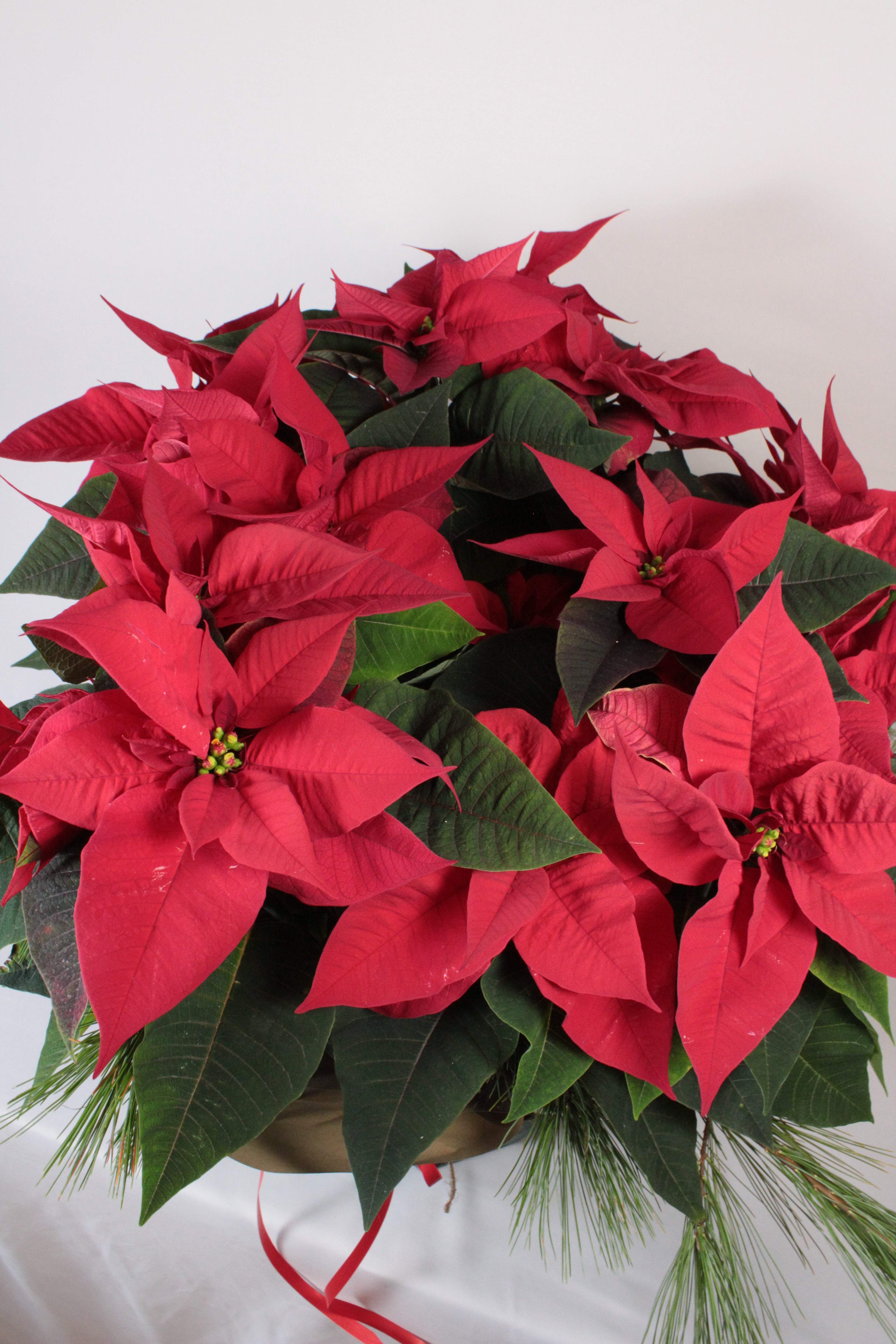 Poinsettia - Fleuriste Abaca
