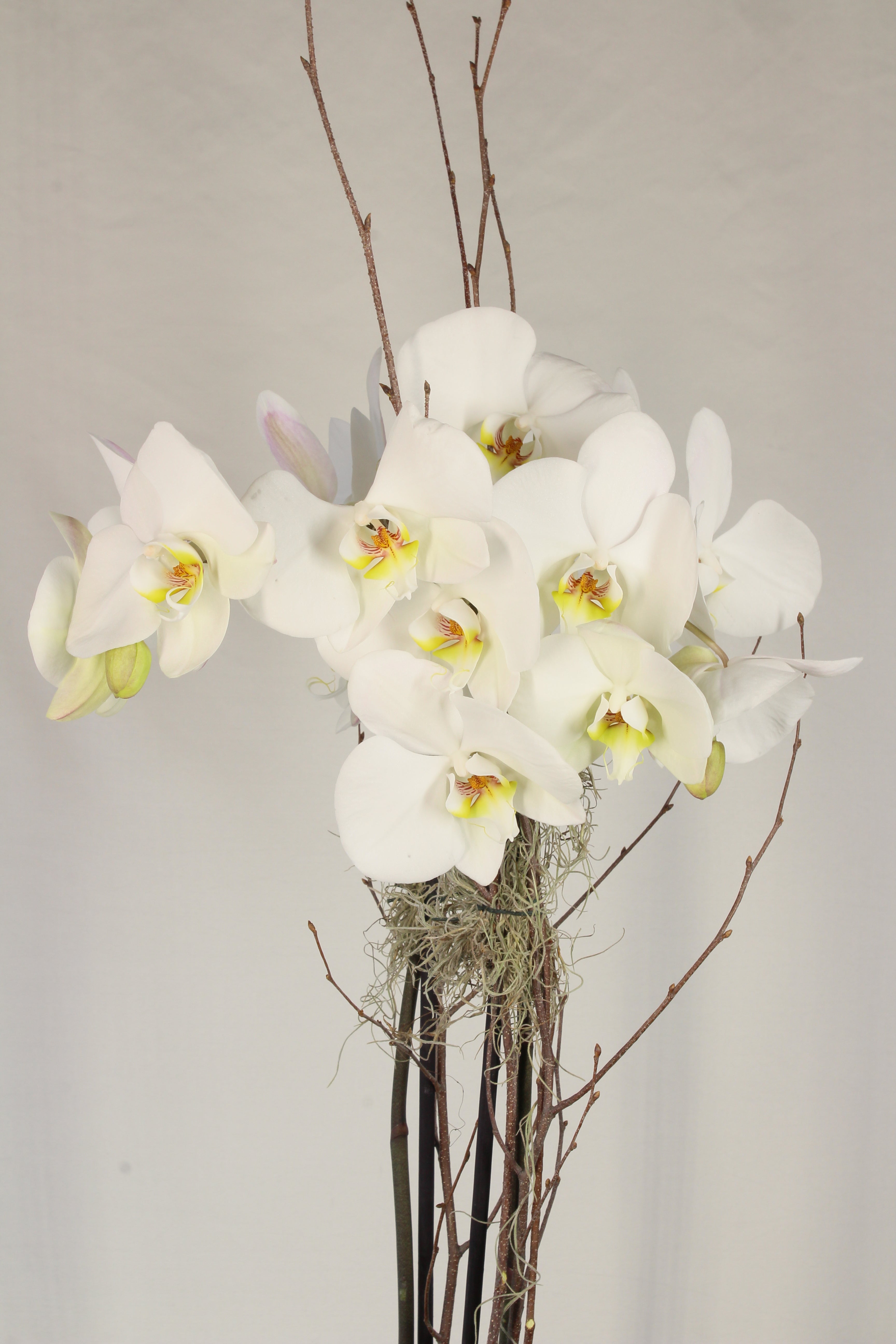 Orchidée Phalaenopsis - Fleuriste Abaca