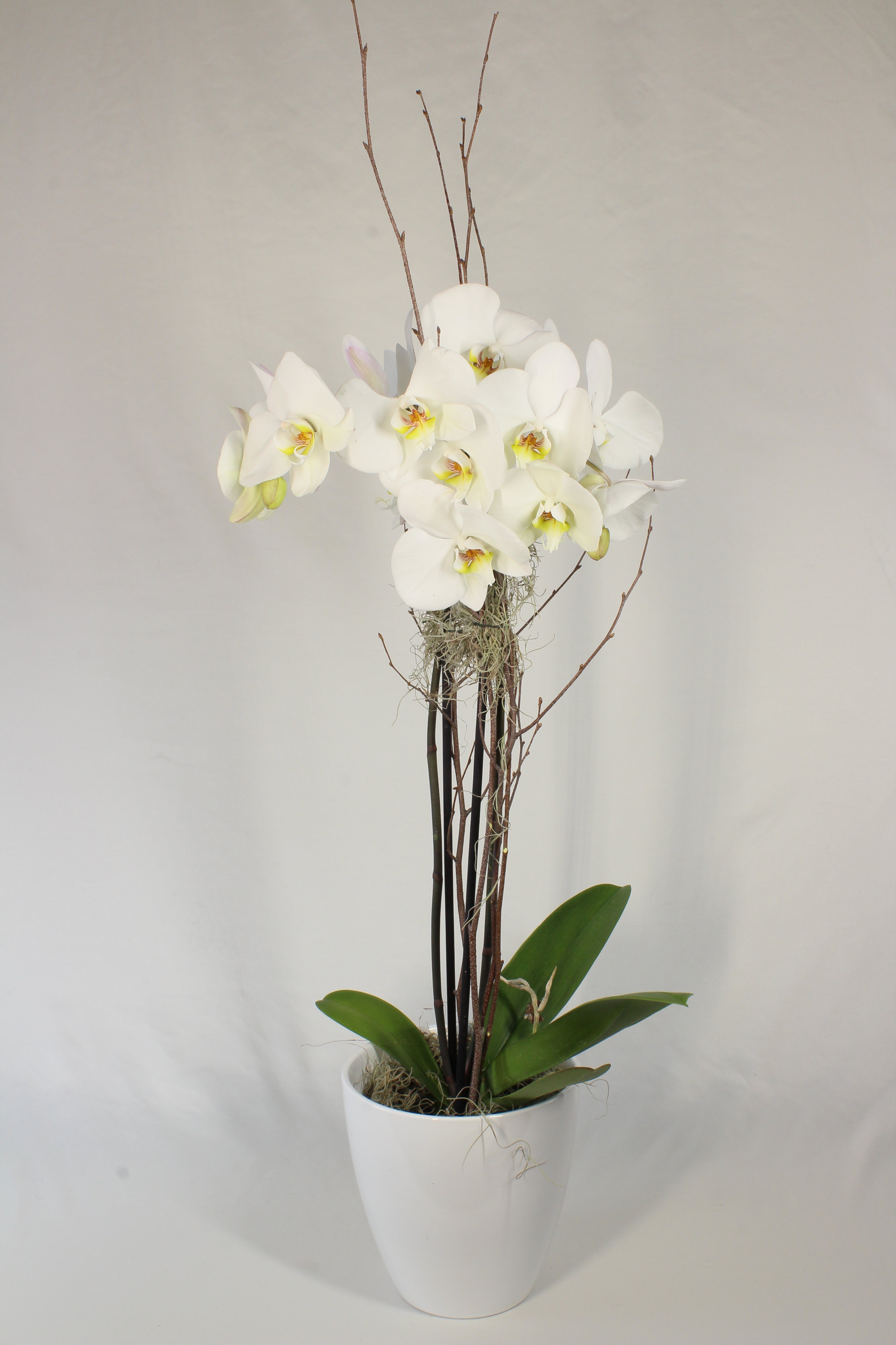 Orchidée Phalaenopsis - Fleuriste Abaca