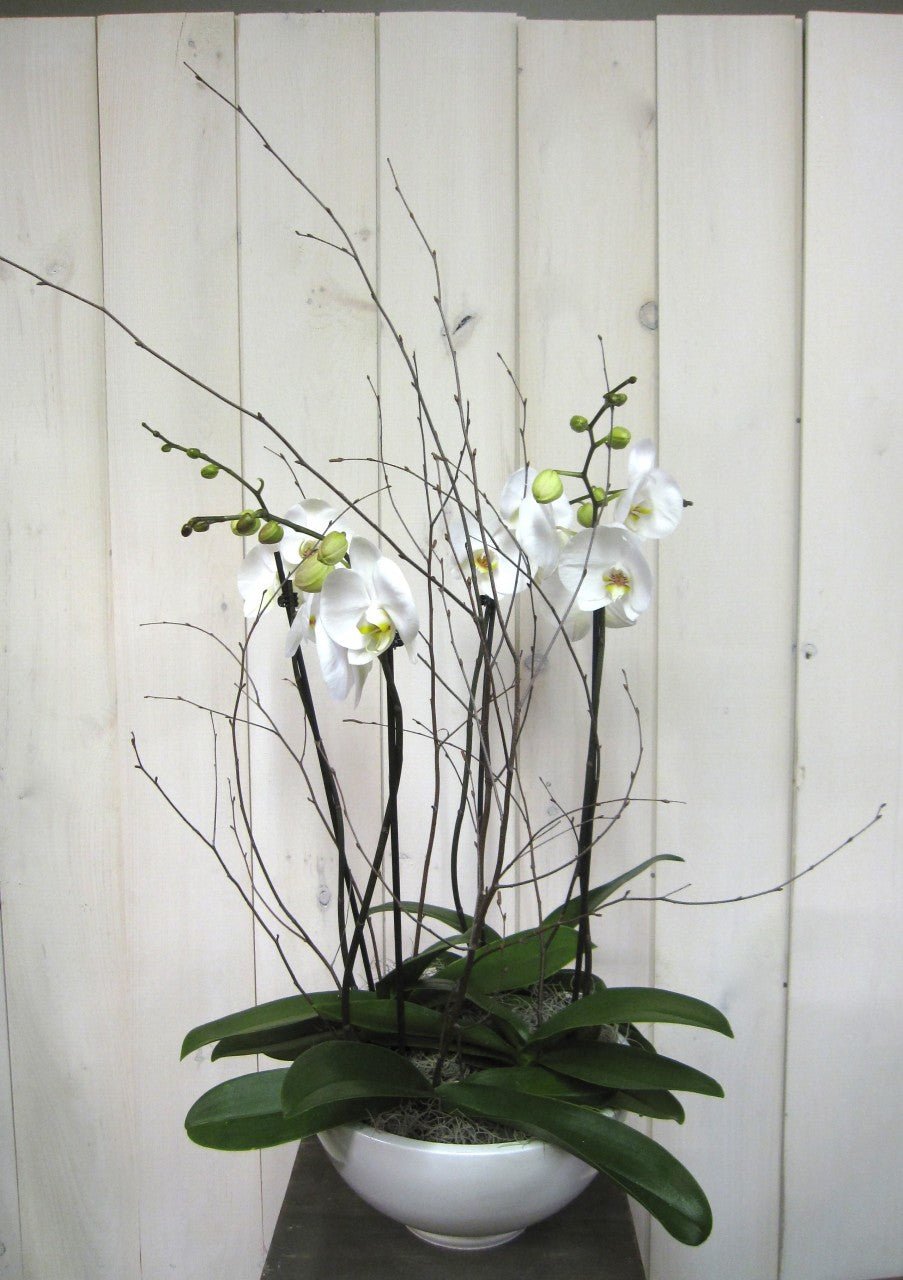 Orchidée Phalaenopsis - Fleuriste Abaca