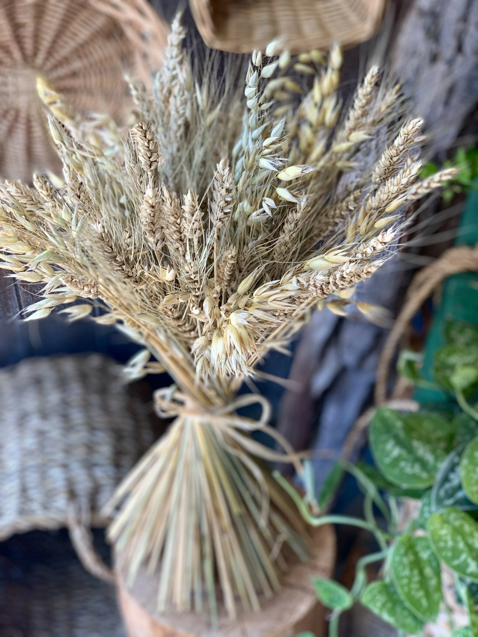 Blé séché - Fleuriste Abaca