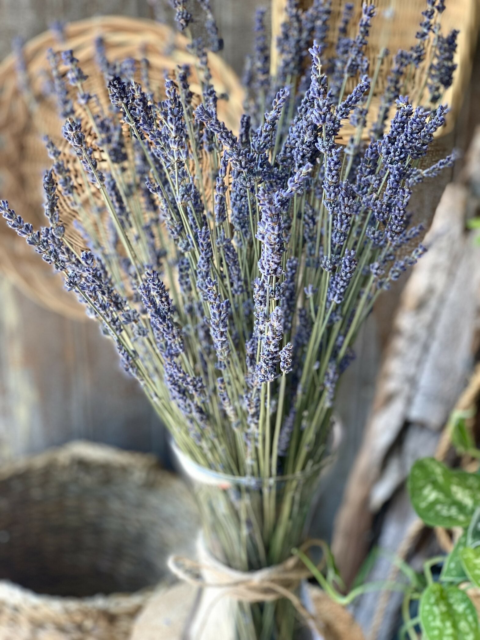 Bouquet de lavande et son vase - Fleuriste Abaca