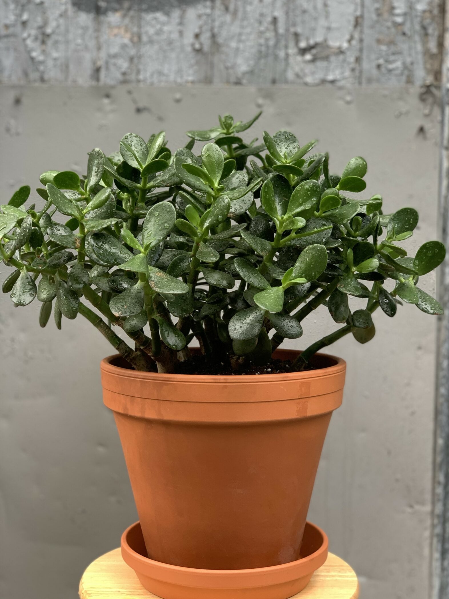 Crassula 1810 - 15 - Fleuriste Abaca