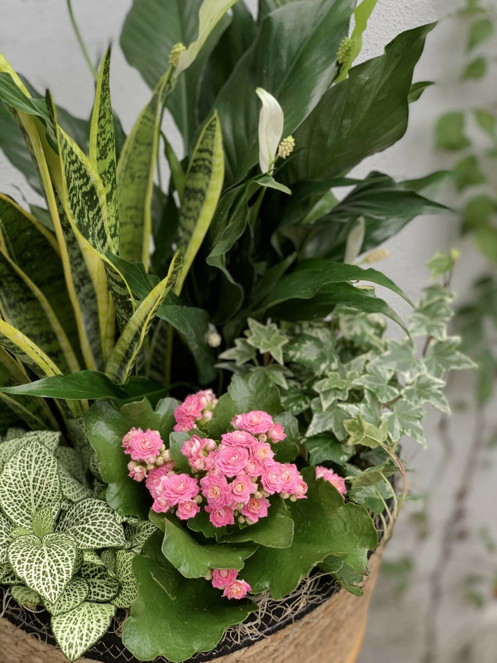 Jardin de plantes - Fleuriste Abaca