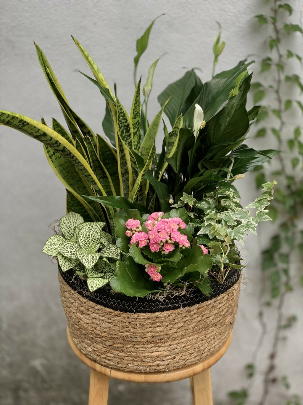Jardin de plantes - Fleuriste Abaca