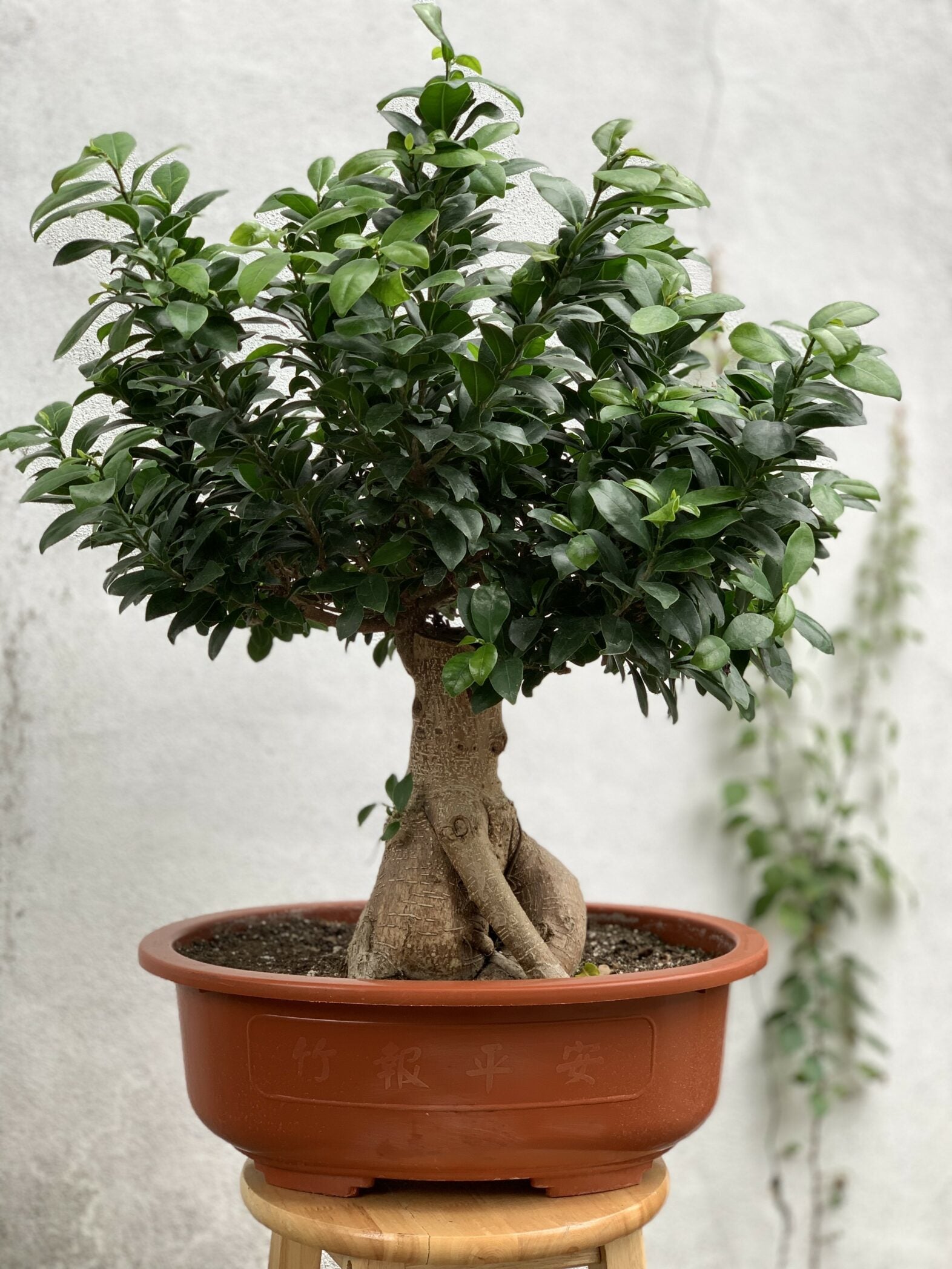 Ficus bonsaïs - Fleuriste Abaca