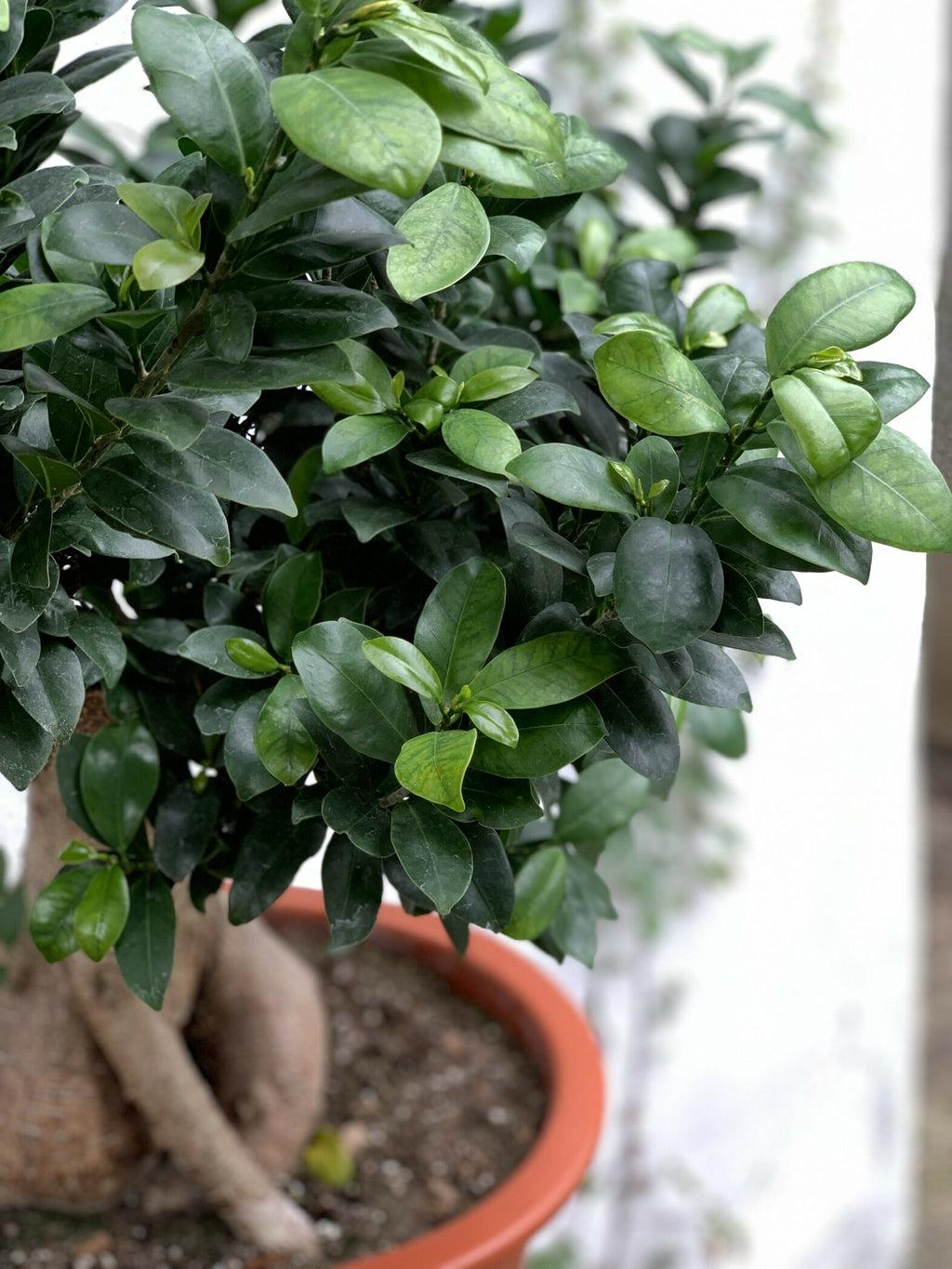 Ficus bonsaïs - Fleuriste Abaca