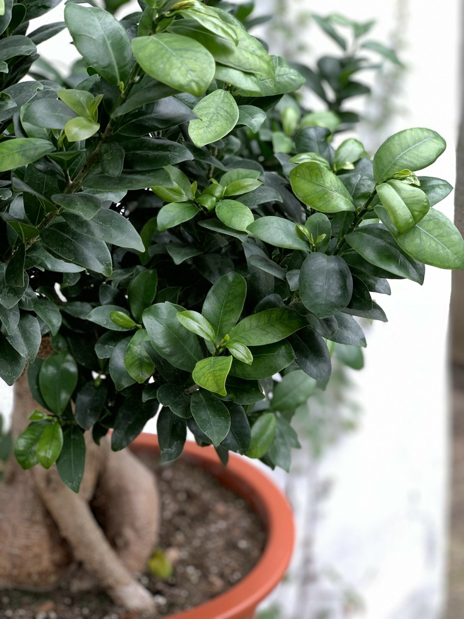 Ficus bonsaïs - Fleuriste Abaca