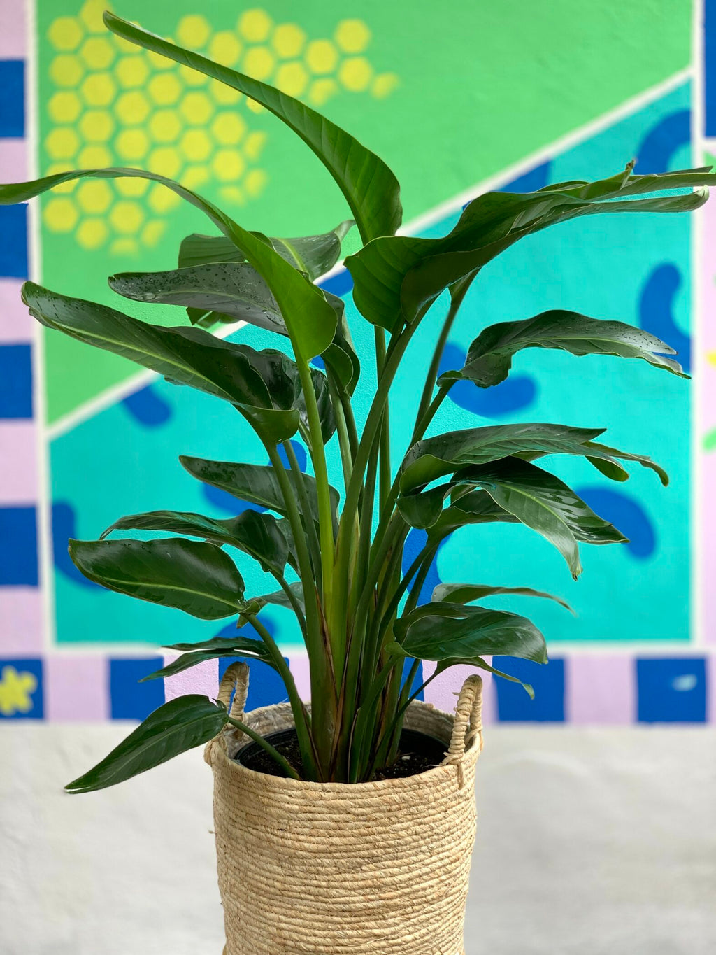 Strelitzia Oiseau du Paradis - Fleuriste Abaca