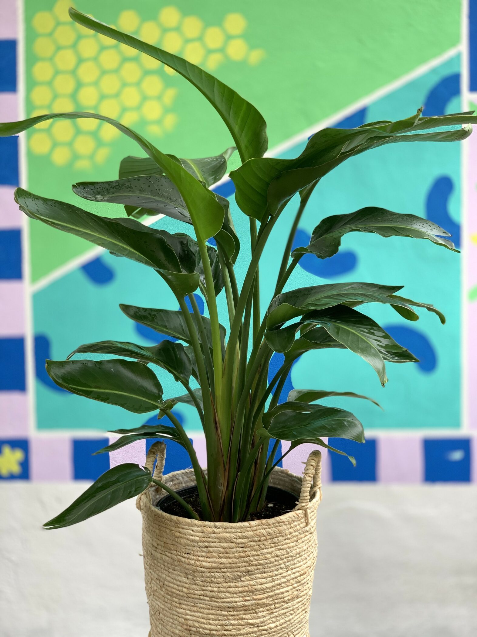 Strelitzia Oiseau du Paradis - Fleuriste Abaca