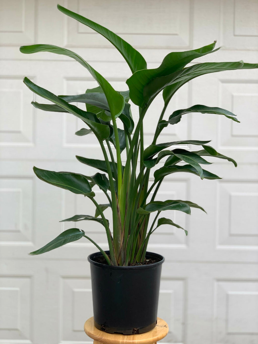 Strelitzia Oiseau du Paradis - Fleuriste Abaca