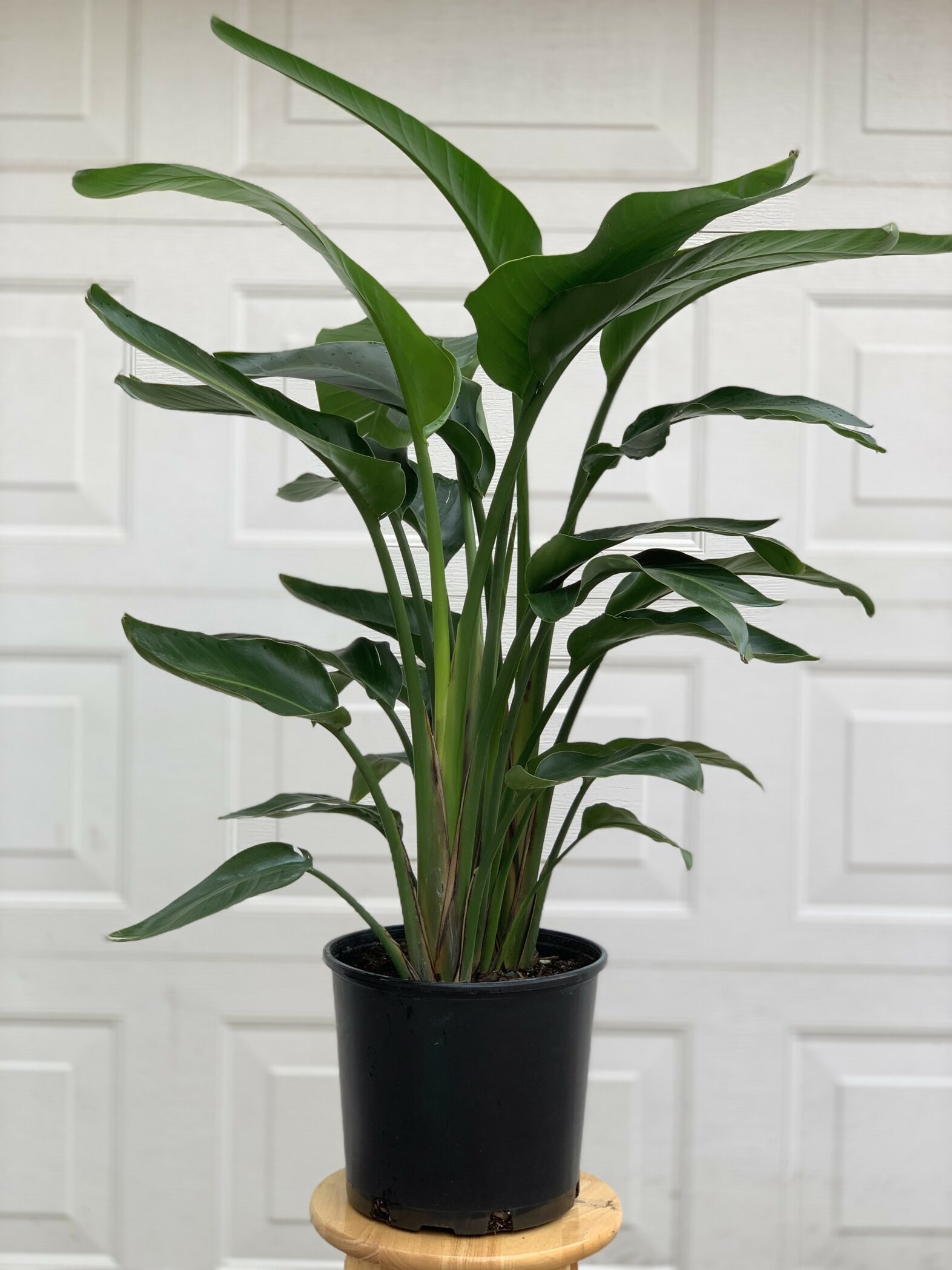 Strelitzia Oiseau du Paradis - Fleuriste Abaca
