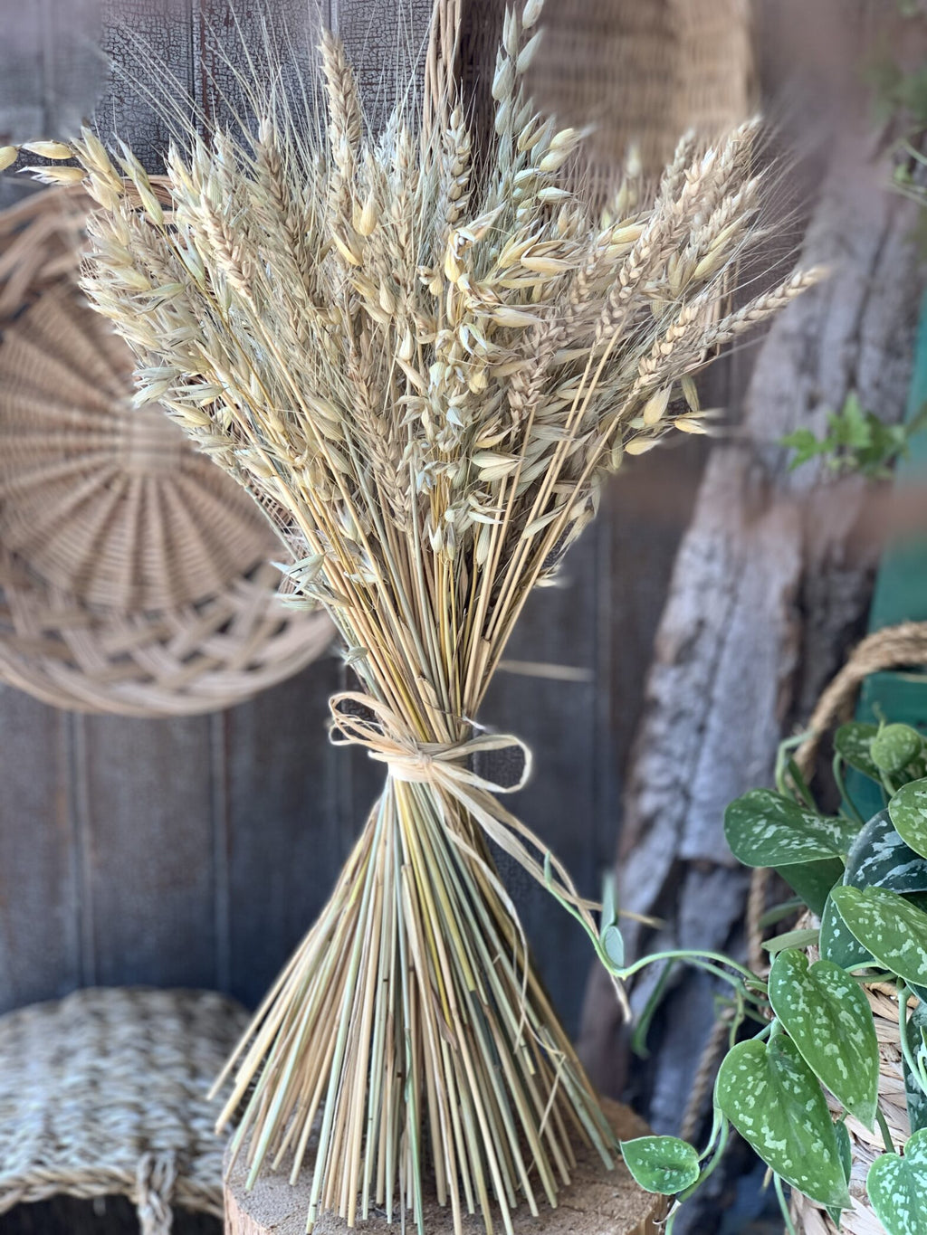 Blé séché - Fleuriste Abaca