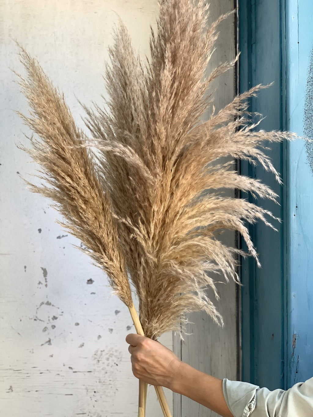 Pampas - Fleuriste Abaca