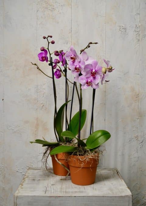 Orchidée Phalaenopsis rose - Fleuriste Abaca