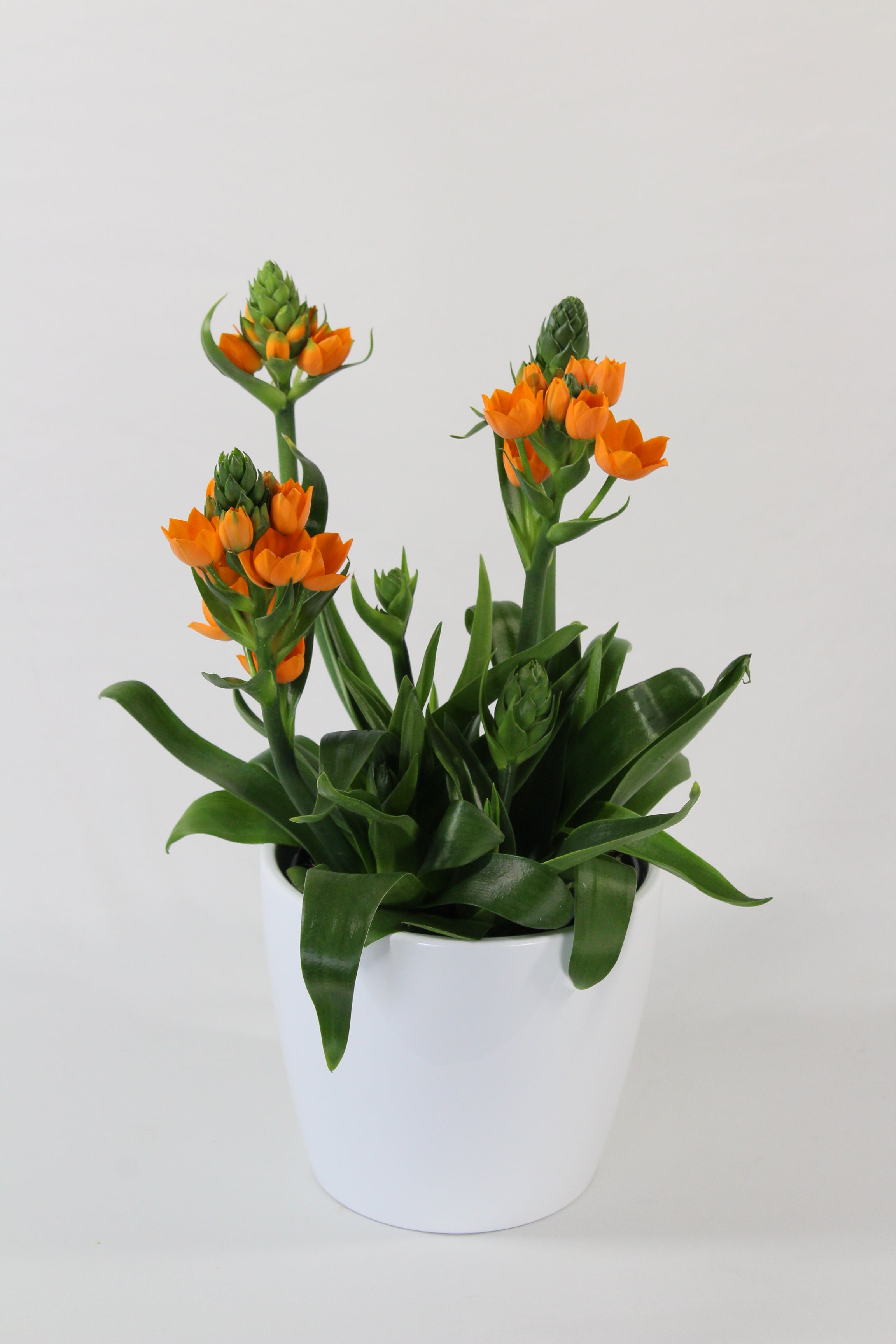 Ornithogalum dans son cache - pot - Fleuriste Abaca